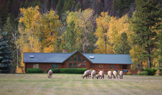 Bighorn Sheep, Montana photo