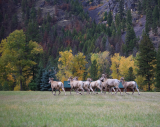 Bighorn Sheep, Montana photo