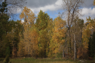 Fall Foliage, Montana photo