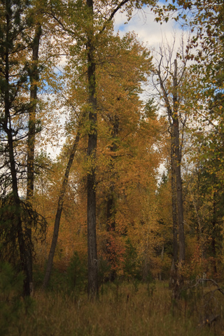 Aspens, Montana photo