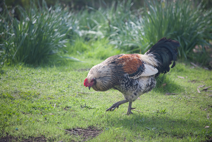 Rooster, Owl Trail photo