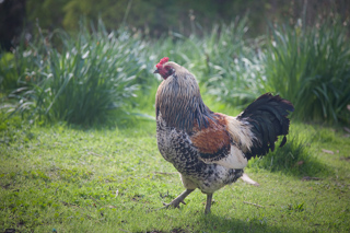 Rooster, Owl Trail photo