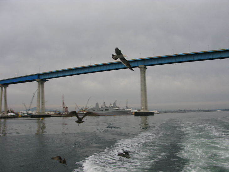 Seagulls at Coronado Bridge, San Diego photo