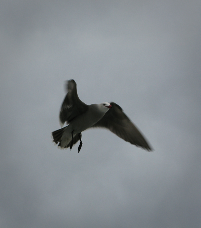 Seagull, San Diego photo