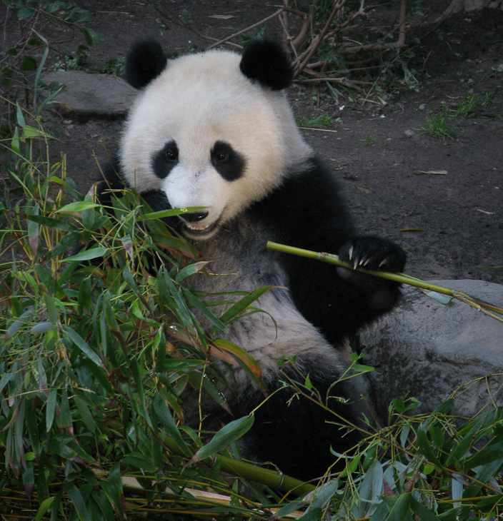 Panda, San Diego photo