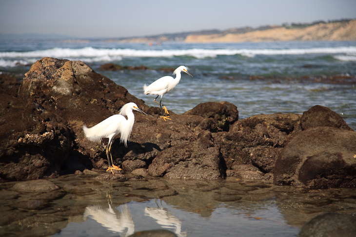 Snowy Egrets, San Diego photo