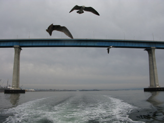 Seagulls at Coronado Bridge, San Diego photo