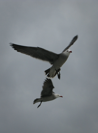 Seagulls, San Diego photo