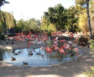 Flamingos, San Diego photo