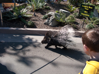 Porcupine on a leash, San Diego photo