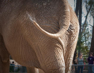 Elephant tail, San Diego photo