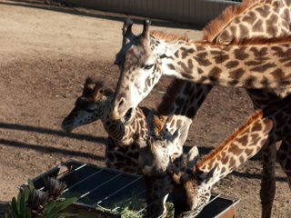 Giraffes, San Diego photo