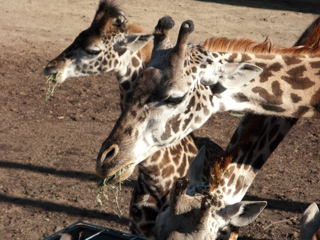 Eating hay, San Diego photo