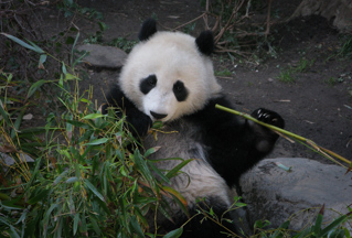 Panda, San Diego photo
