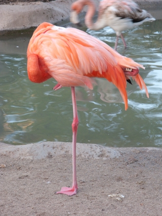 Flamingo, San Diego photo
