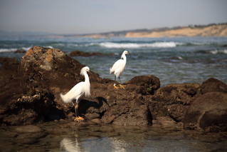 Snowy Egrets, San Diego photo