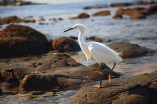 Snowy Egret, San Diego photo