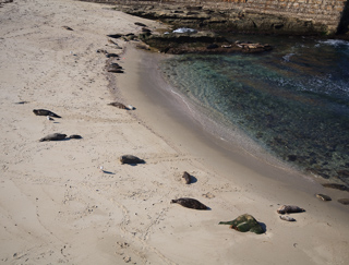 Sea Lions on Children's Beach, San Diego photo