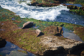 Sea Lions off La Jolla, San Diego photo