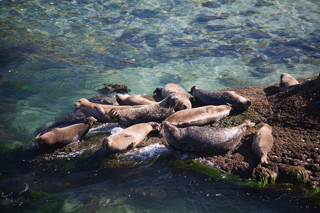 Sea Lions in La Jolla Cove, San Diego photo