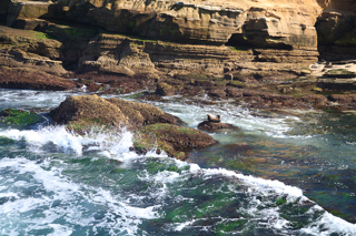 Lone Sea Lion, San Diego photo