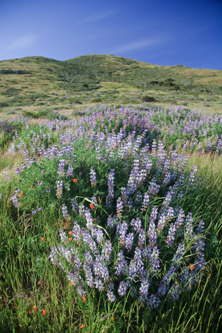 Lupine, Rodeo Valley photo