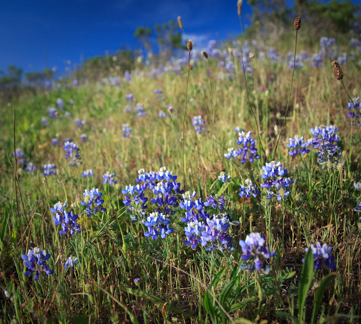 Lupine, Wolfback Ridge and Cutoff photo