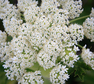 Cow Parsnip, Wolfback Ridge and Cutoff photo