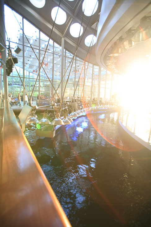 Rainforest Dome and Piazza, Nightlife photo