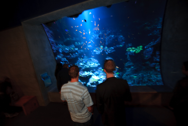 Steinhart Aquarium, Nightlife photo