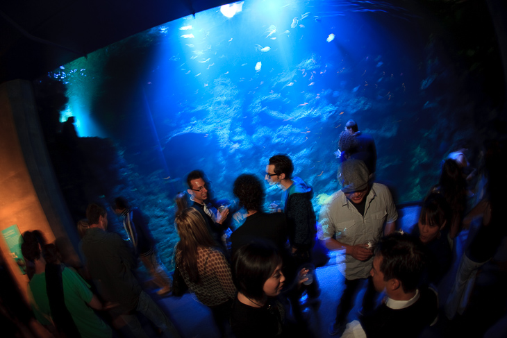 Philippine Coral Reef, Nightlife photo