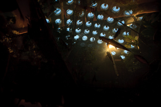 Amazonian Flooded Rainforest, Nightlife photo