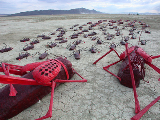 Playa Roaches, Burning Man photo