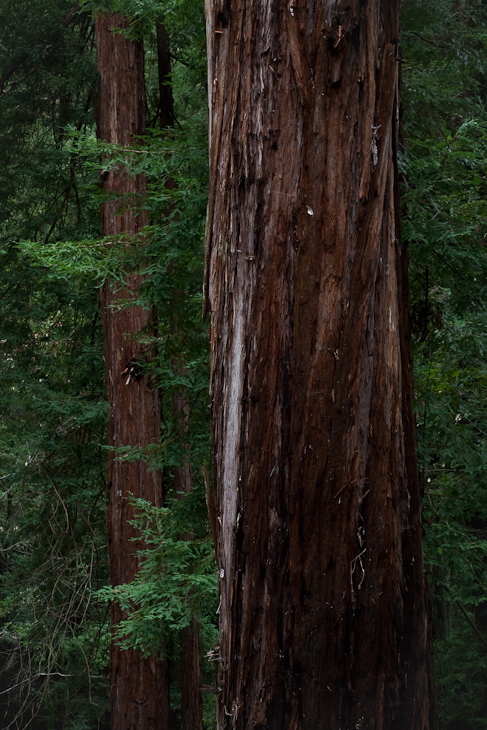 Old Growth Redwood, Muir Woods photo