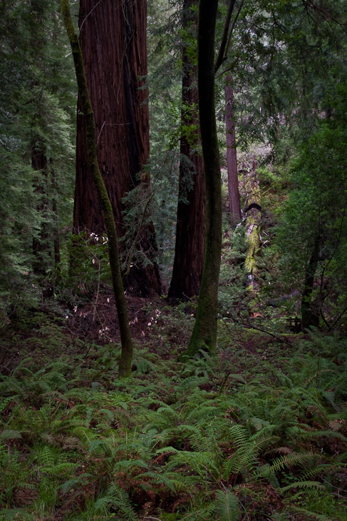 Moss and Ferns, Muir Woods photo