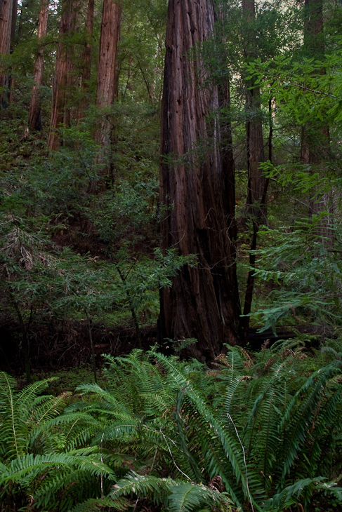 Bohemian Grove, Muir Woods photo