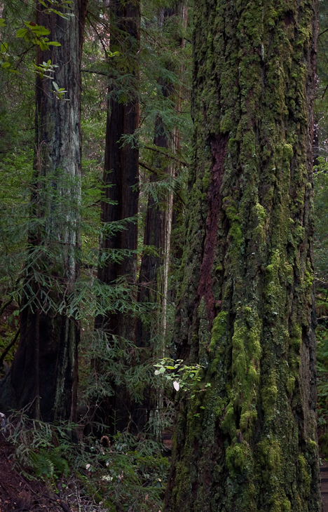 Douglas Fir, Muir Woods photo