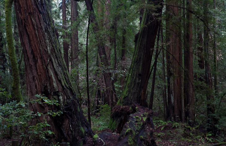 Dark Forest, Muir Woods photo