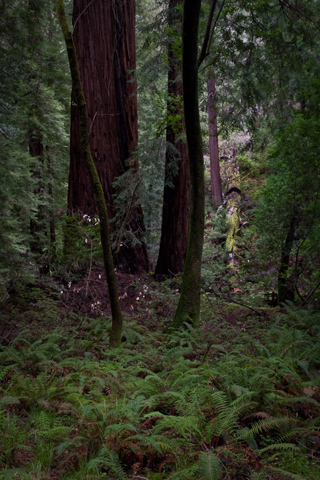 Moss and Ferns, Muir Woods photo