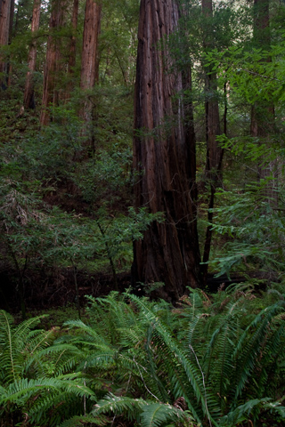 Bohemian Grove, Muir Woods photo