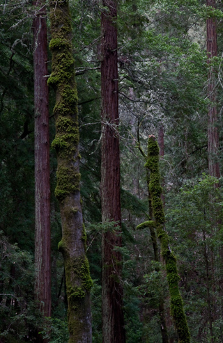 Moss, Muir Woods photo