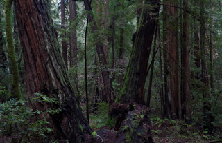 Muir Woods