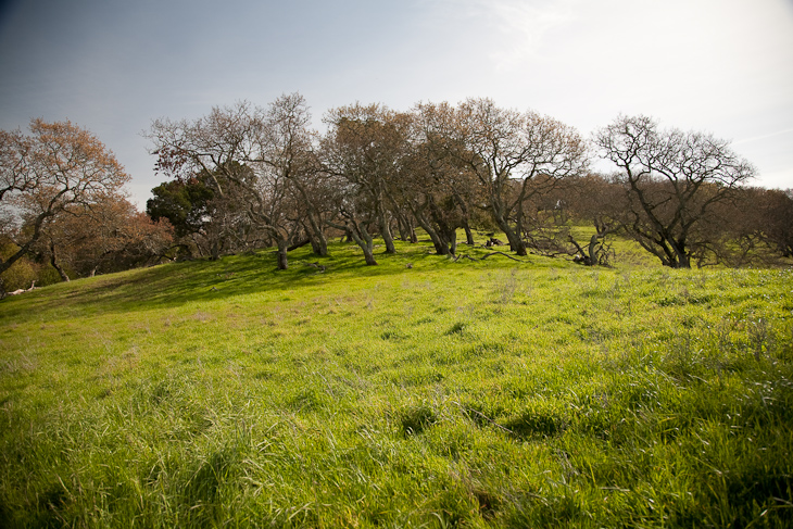 Oak Savanna, Briones photo