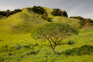 Lush Valley Floor, Briones photo