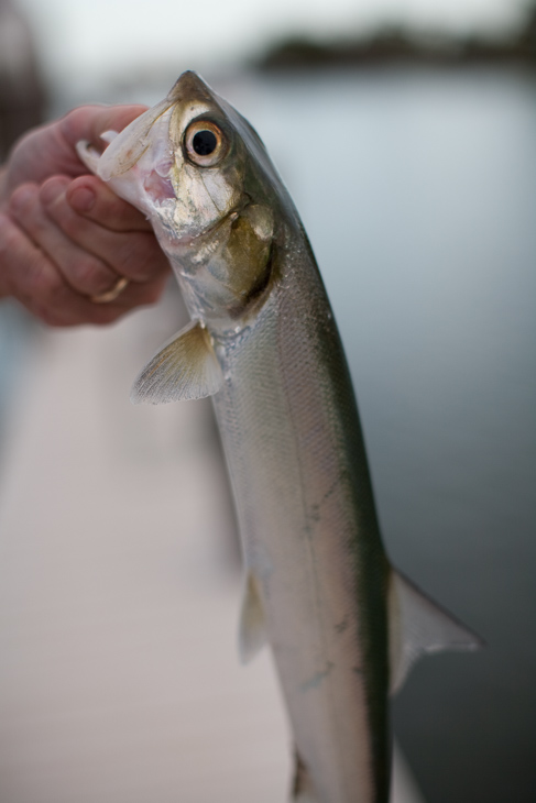 Sean's Catch, Marco Island photo