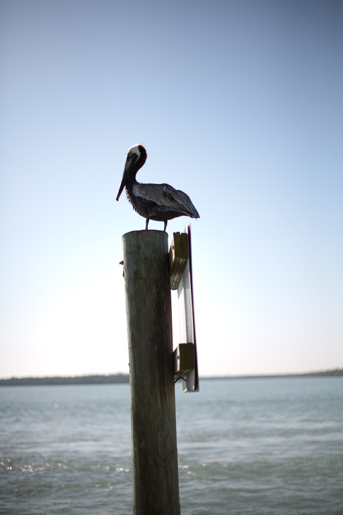 Marco Island photo