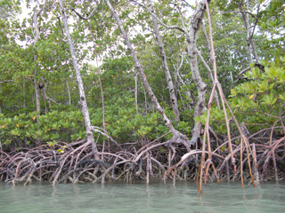 Mangroves, Marco Island photo