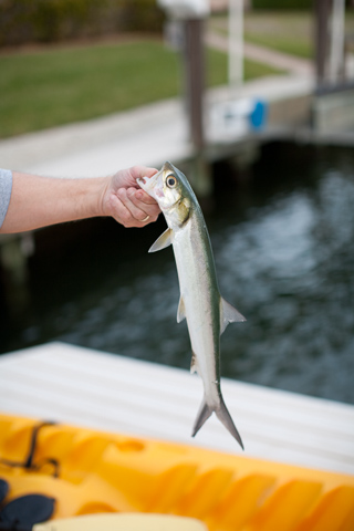 Sean's Catch, Marco Island photo