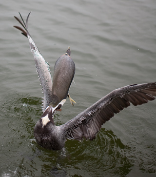 Pelican Swallowing, Marco Island photo