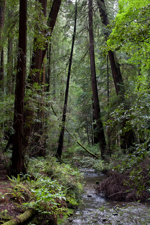 Muir Woods, Joe In San Francisco photo